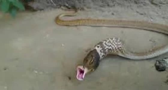 بالفيديو.. أفعى تلفظ 3 بيضات من فمها لتستطيع الهرب
