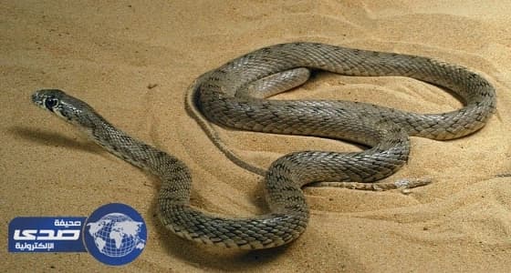 ⁠⁠⁠⁠⁠في صبيا عريس يهدى لعروسه ليلة الزفاف «ثعبان»