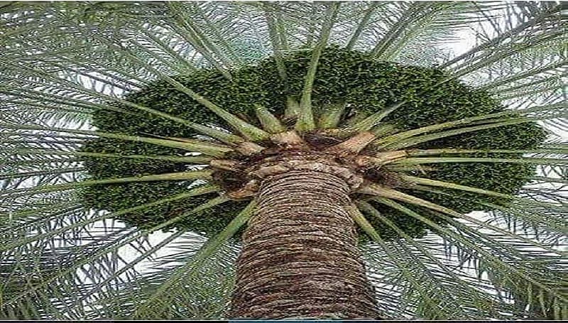 "الحصيني": نحن نعيش في موسم طباخ اللون