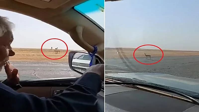 شاهد.. رد فعل مواطن عندما شاهد قطيع غزلان بالقرب من أحد الطرق السريعة 