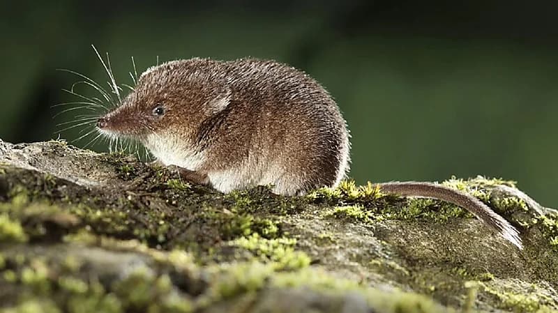 يعود لـ 2018.. ما هو فيروس "لانجيا" الذي ظهر في الصين