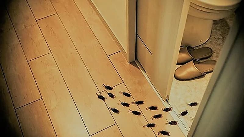 طرق طبيعية للتخلص من الحشرات الموجودة في المنزل