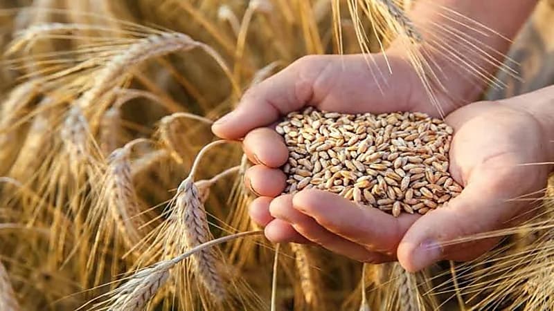 صرف 261 مليون ريال مستحقات الدفعة السادسة لمزارعي القمح المحلي