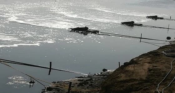 البيئة توضح سبب نفوق أسماك الليث