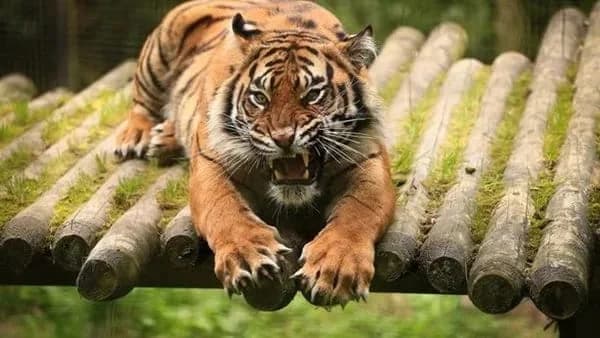 نمر يهجم على فتاة وينهش رقبتها داخل حديقة