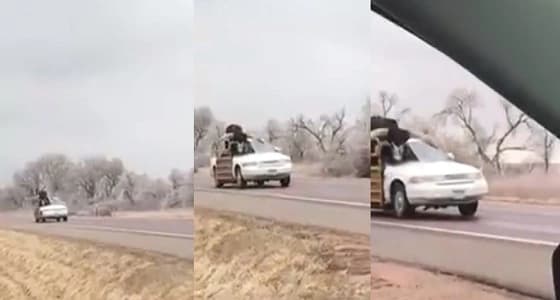 بالفيديو.. سيارة سيدان تنقل ثورا ضخما بطريقة غريبة