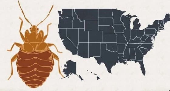 بالصور.. المدن الأمريكية تعاني من غزو " البق " منذ 4 سنوات