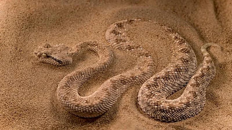 المسند يحذر من الاقتراب من الحفر والصخور لانتشار ونشاط الزواحف