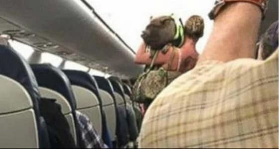 طرد راكبة أمريكية من الطائرة لإصطحابها " خنزير "