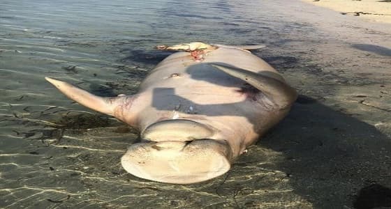 بالفيديو.. ظهور مخلوق بحري غريب في ينبع