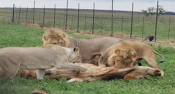 بالصور.. سرقة 6 أسود من مزرعة لذبحها واستخدامها في السحر الأسود