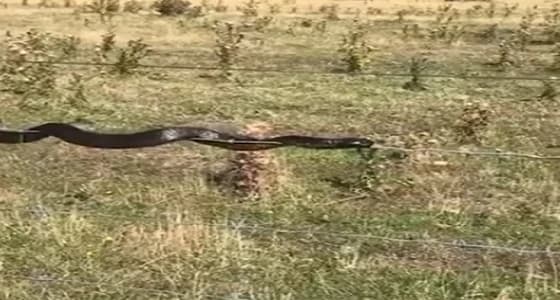 بالفيديو.. ثعبان يقوم بحركات بهلوانية على سلك بطريقة غريبة