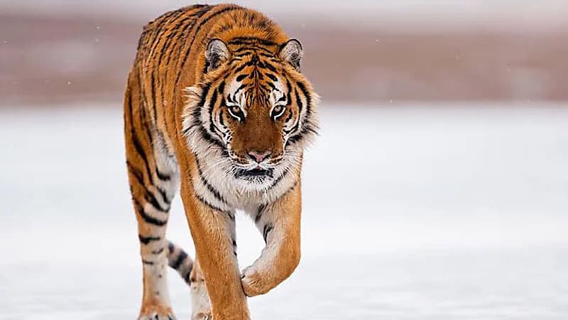 نمر يتجول في مطار بالهند ويثير الذعر