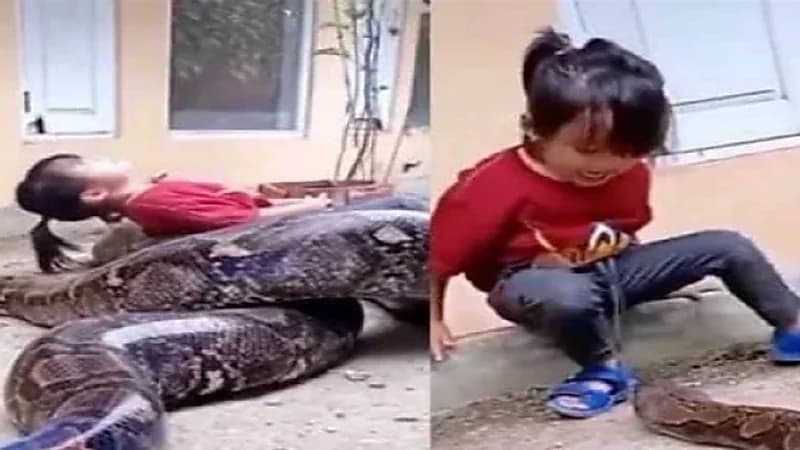 شاهد.. طفلة تلعب مع ثعبان ضخم