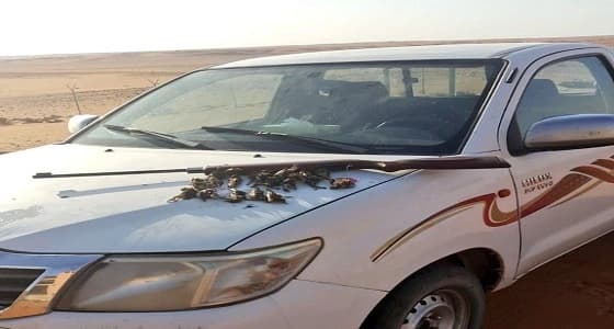 الحياة الفطرية: ضبط أشخاص دخلوا محمية دون تصريح ومارسوا الصيد