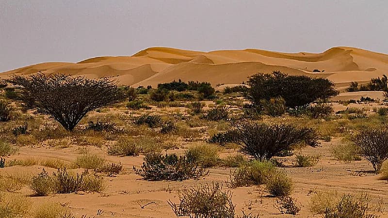 مركز الغطاء النباتي يبدأ مشروع زراعة 12 مليون شجرة