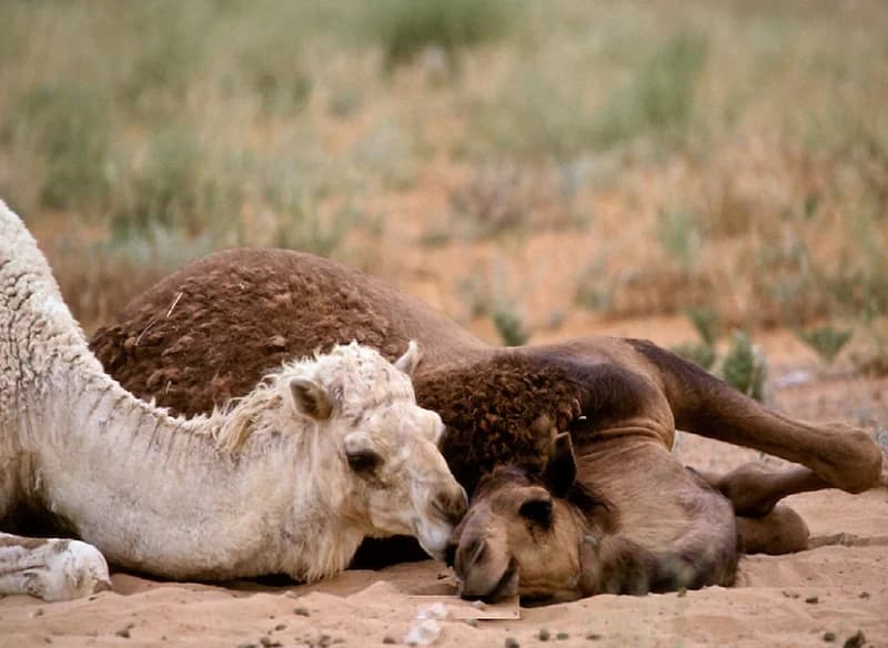 منظر رومانسي لزوجين من الإبل بصحراء الدهناء