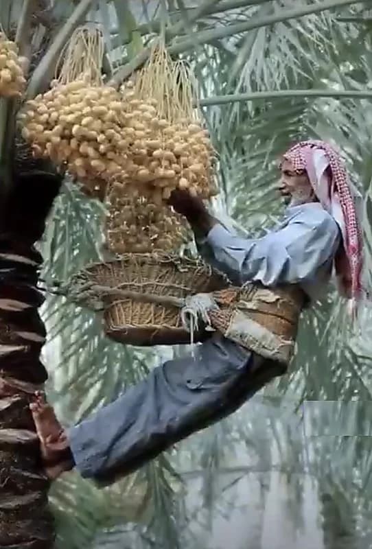 صورة من كفاح الأباء والأجداد