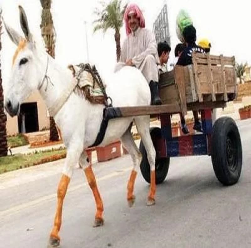 لقطة لعربة القاري من الماضي الجميل