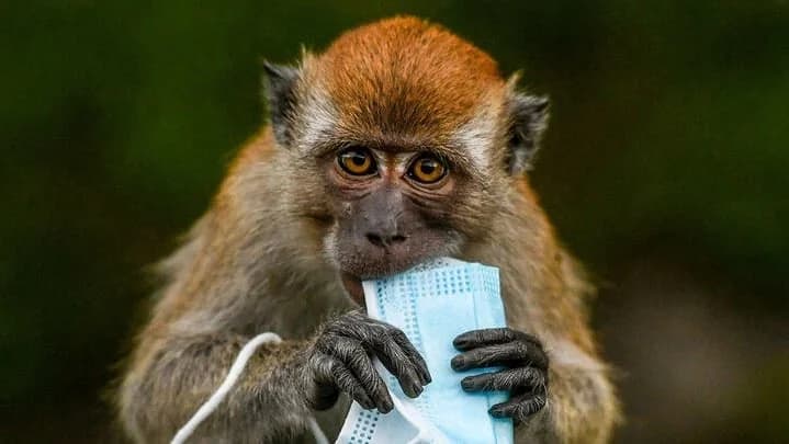 شاهد.. استشاري: فيروس كورونا لا يقارن بجدري القردة