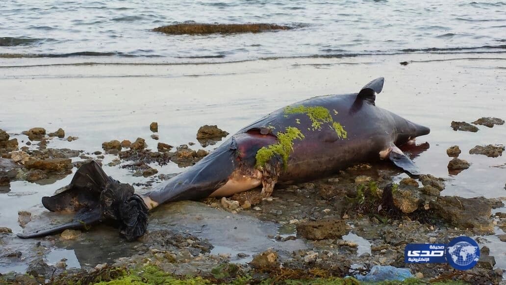 بالصور..نقوق دلافين علي شاطئ العقير