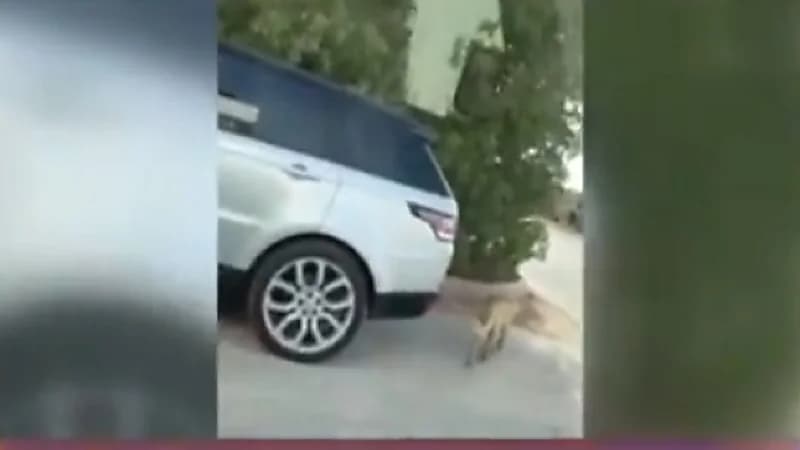 بالفيديو.. الإعلامية أودي الزبن تنشر مقطع فيديو مثير التقطته بشوارع الرياض