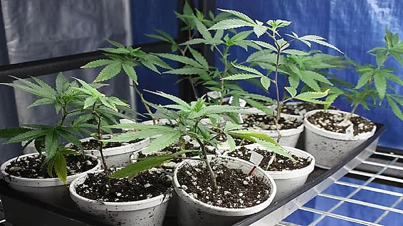 عجوز تزرع "الحشيش" في حجرتها بدار مسنين