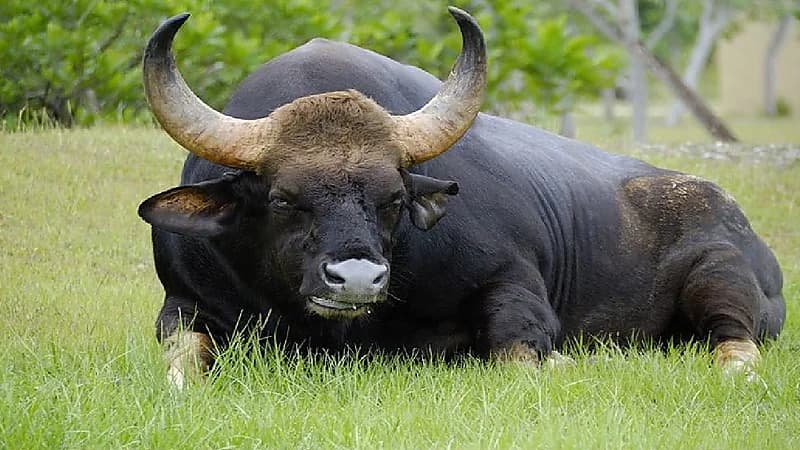 بالفيديو.. لحظة هجوم ثور ضخم على عائلة