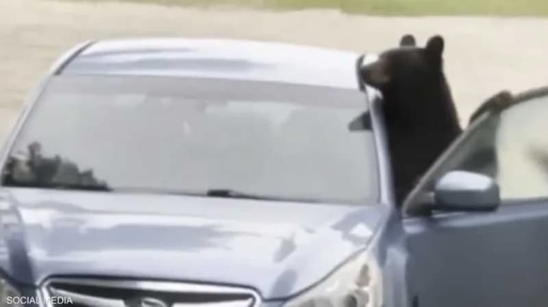بالفيديو.. دب يخرب سيارة بعد أن حوصر فيها