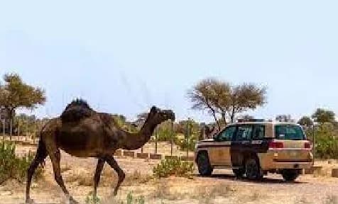 ضبط 20 مخالفًا لنظام البيئة لارتكابهم مخالفات رعي