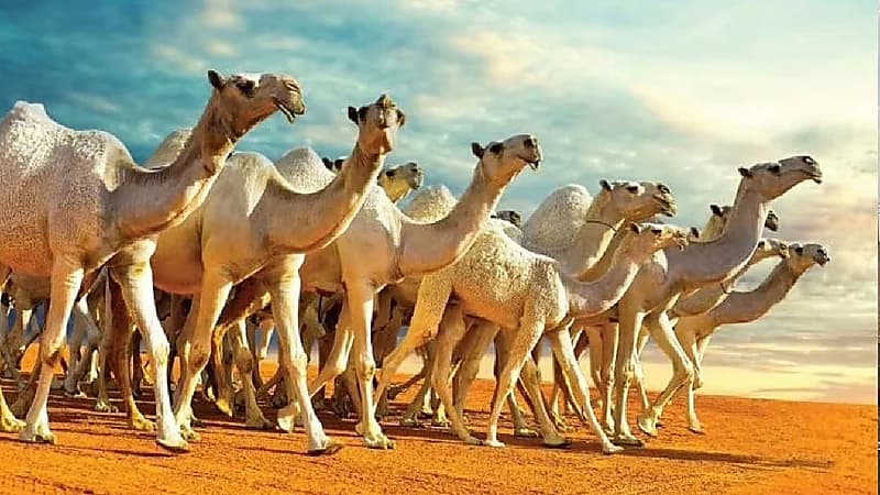 نادي الإبل يعلّق الشرائح الإلكترونية لمدة 3 أعوام