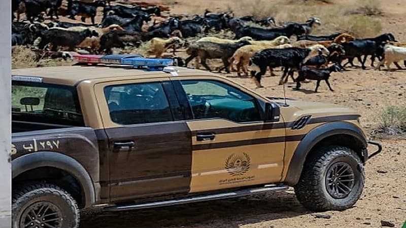 ضبط 16 مخالفًا لنظام البيئة لارتكابهم مخالفات رعي