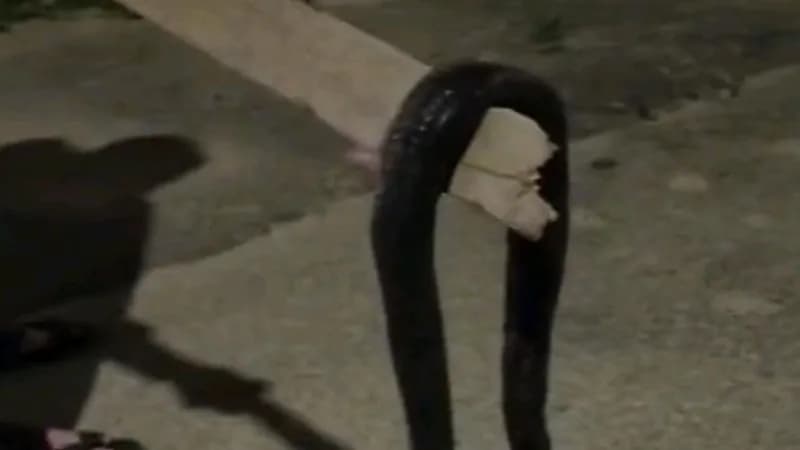 ثعبان ضخم يباغت منزل مواطن  بعرعر "فيديو"