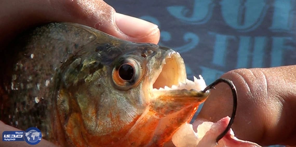 بالصور.. أسماك صغيرة تهاجم السياح وتصيبهم بجروح