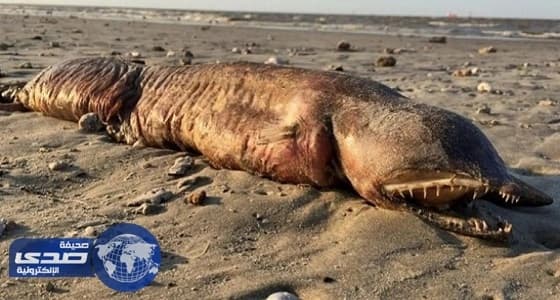 تفاصيل اكتشاف جثة كائن بحري مرعب بعد إعصار هارفي