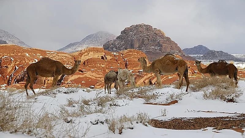 "تنمية الحياة الفطرية" توضح حقيقة فتح المحميات للجميع بدون أسوار وحواجز