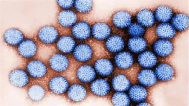 باحثون : الفيروسات الخطيرة تظل معدية لمدة 3 أيام بواسطة التنقل على البلاستيك