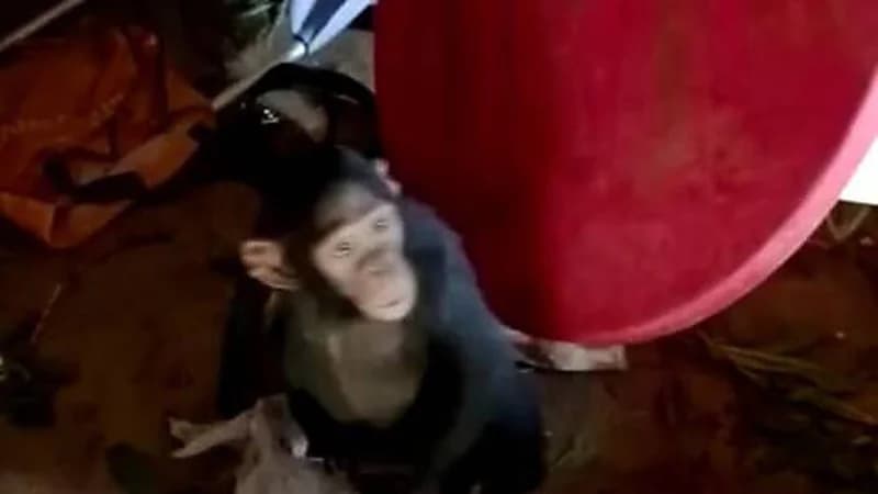 عصابة تخطف 3 قرود من محمية طبيعية وتطالب بفدية كبيرة