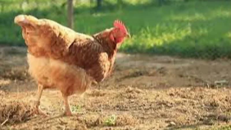 "دجاجة مزودة بأجهزة استشعار" تتسبب بحالة طوارئ في قاعدة عسكرية إسبانية