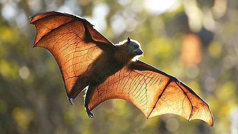 باحث يدخل كهفا مليئا بالخفافيش ويغضب ضحايا كورونا