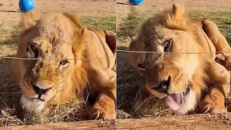 بالفيديو.. أسد يتصرف بغرابة ويأكل الحشائش