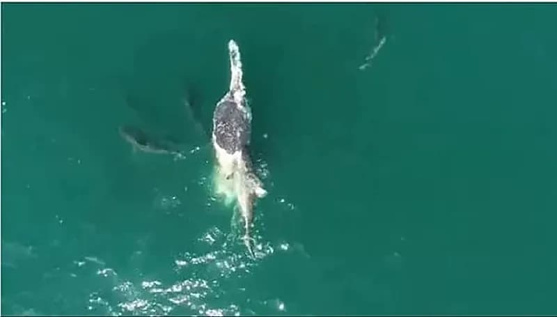 زعنفة قرش مزيفة تثير مخاوف تلاميذ برحلة مدرسية