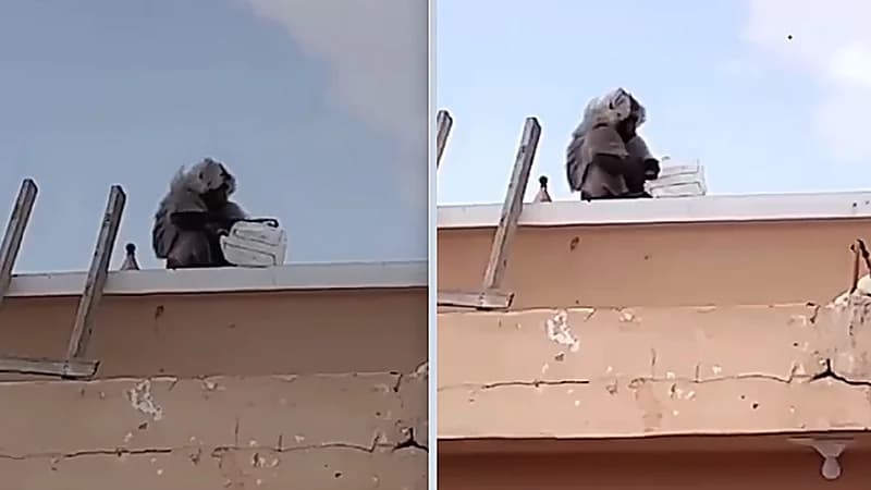 قرد يهاجم رجلا ويسرق منه مشترياته .. فيديو