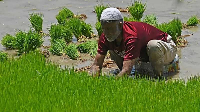 الهند تحظر تصدير الأرز الأبيض غير البسمتي