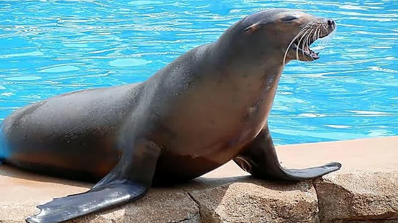 لحظات رعب إثر مهاجمة أسد البحر لمجموعة سياح..فيديو