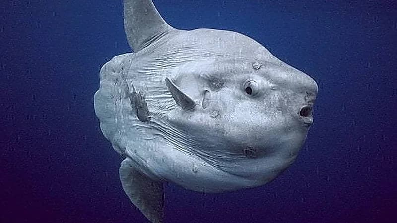 رصد سمكة الشمس قادمة من المحيط الهادي في منطقة مرسى علم