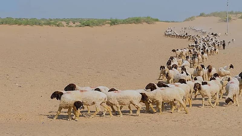 انتهاء مهلة عودة المواشي والإبل المملوكة لغير السعوديين إلى دولهم