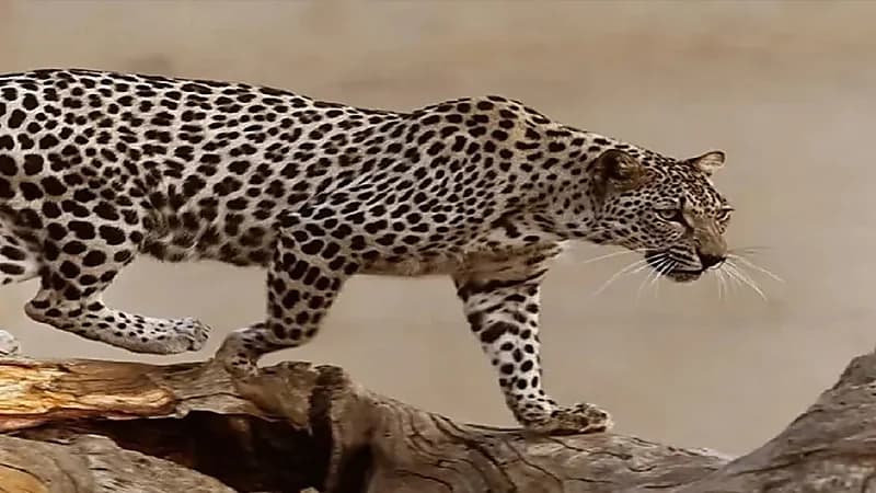 الحياة الفطرية: قريبا بناء أكبر مركز "إكثار" للحيونات بالشرق الأوسط في ثادق .. فيديو