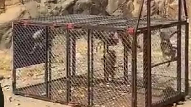 مقطع يوثق عملية اصطياد قرود البابون ..فيديو