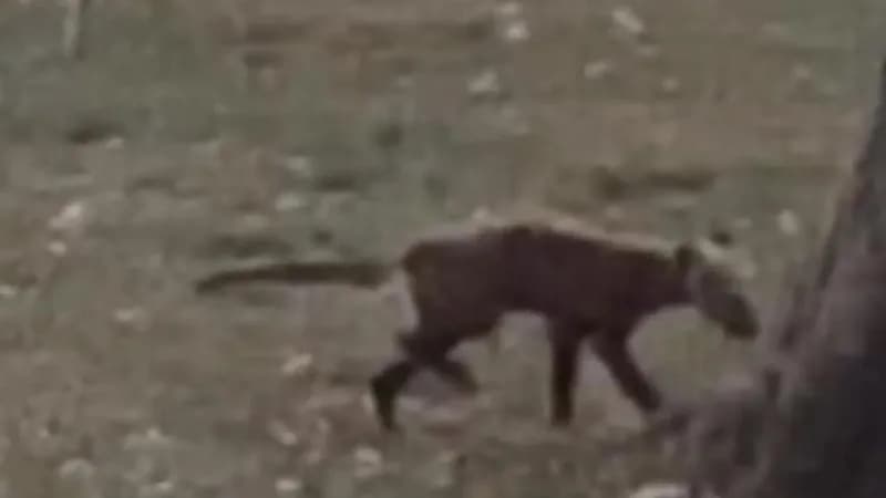 مخلوق غريب يبث الرعب في قلوب سكان فيرجينيا .. فيديو